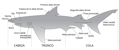 Chondrichthyes: Características generales, Clasificación, Evolución