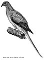 Audubon Society Educational Leaflet No. 6 1903