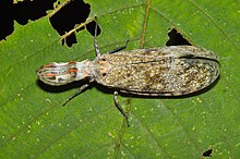 Fıstık böceği Fulgora cf lanternaria (14806834891) .jpg
