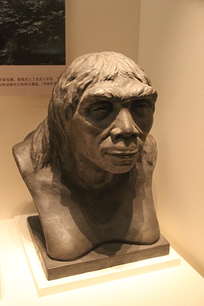 Bust of Peking Man at the National Museum of China