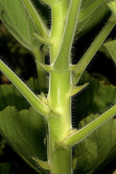 File:Pelargonium cucullatum 1DS-II 1-C3532.jpg