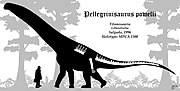 Thumbnail for Pellegrinisaurus