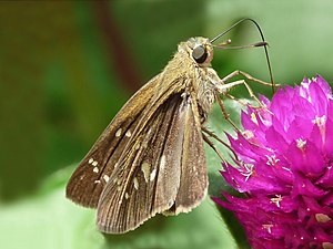 Pelopidas cf. subochracea