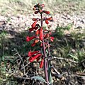 Flowers of Penstemon superbus