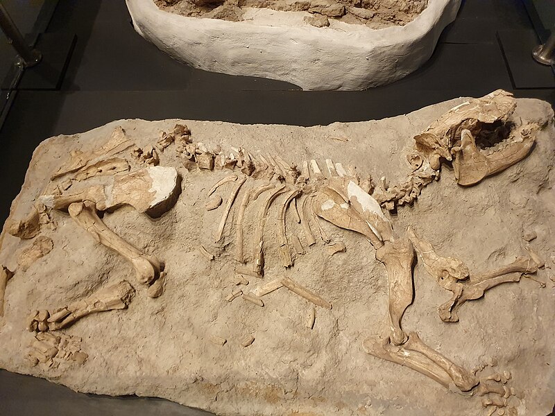 File:Periphragnis exactus Fossil.jpg