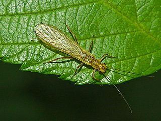 <i>Isoperla carbonaria</i> Species of stonefly