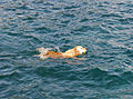 Ein gelber Labrador beim Schwimmen