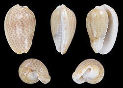 Persicula persicula (Spotted Marginella), shell