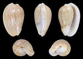 Persicula persicula