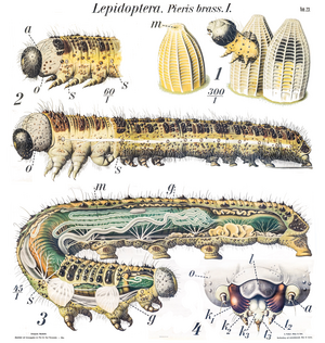 Caterpillar