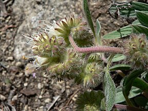 Phacelia hastata