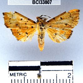 Phaedropsis stictigramma