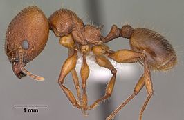 Pheidole titanis