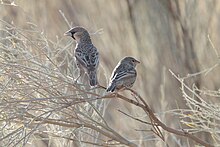 An adult and juvenile bird in the Kgalagadi Transfrontier Park Philetairus socius (45062827395).jpg