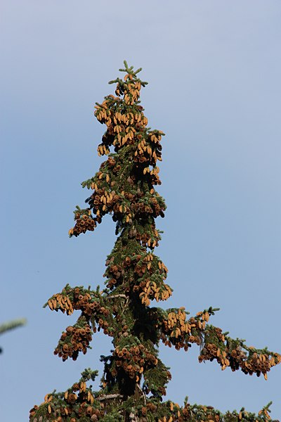 File:Picea engelmannii 7131.JPG