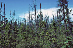 Taiga: Biome characterized by coniferous forests