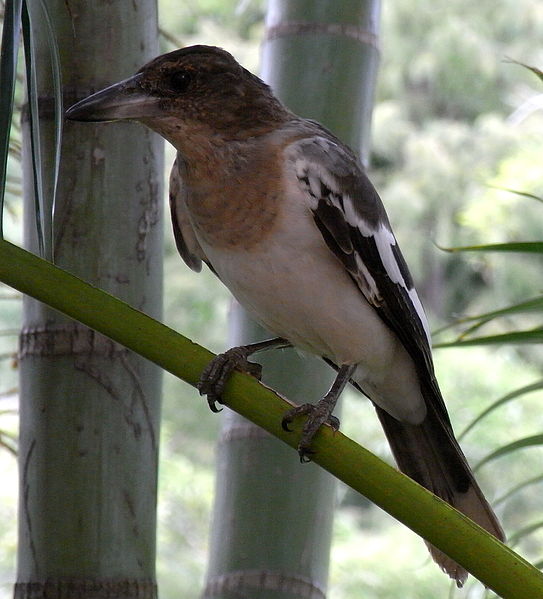 File:Pied Butcherbird Female.JPG