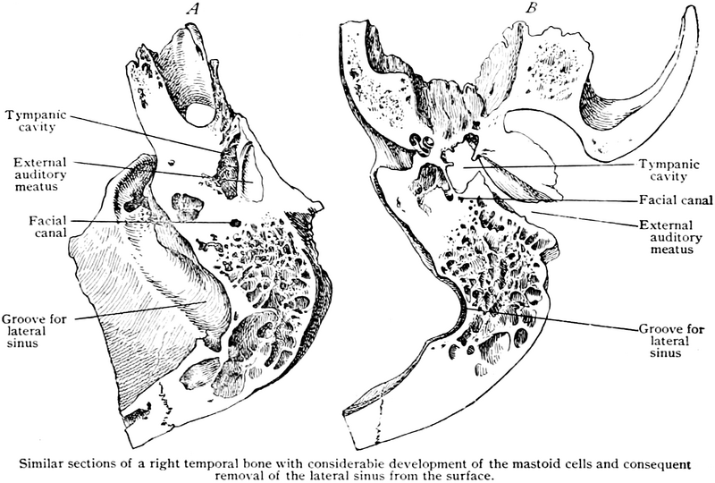 File:Piersol's human anatomy (1919) - Fig. 200.png