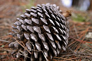 Cone