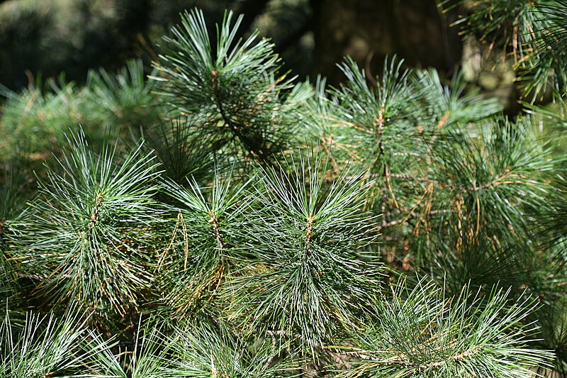 File:Pinus koraiensis (Korean Pine) - Flickr - S. Rae.jpg