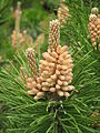 Pinus mugo subsp. mughus male cones