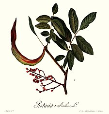 Pistacia terebinthus 2 - Flora forestal española - Atlas - vol. 2 - t. 58.jpg