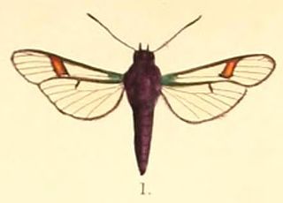 <i>Pramila</i> (moth) monotypic genus of moths in the Sesiidae family