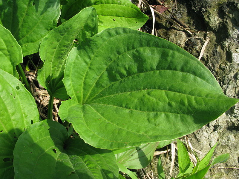 File:Plantago japonica 3.JPG