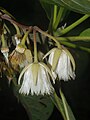 Elaeocarpus, fleur ;