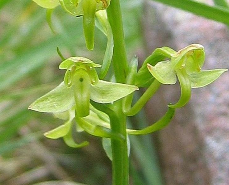 File:Platanthera algeriensis - Fiore.JPG