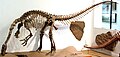 Monte edilmiş Plateosaurus iskeleti