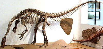 Plateosaurus Skelett 1.jpg