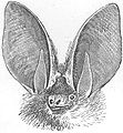 De "Historia Natural de los mamíferos de la India y de Ceilán"[1] (1884), obra de Robert Armitage Sterndale (1839 - 1902).