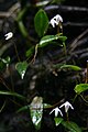 Pleurothallis eumecocaulon