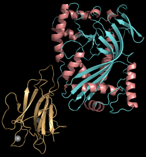 <span class="mw-page-title-main">Perforin-1</span> Mammalian protein found in Homo sapiens