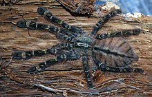 Poecilotheria rufilata 8LA2.jpg