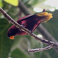 Micronesian State Bird