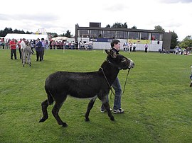 Pollock Park Lurgan - geograph.org.uk - 1455342.jpg