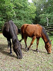 Ponies eating acorns. Acorns can cause painful death in equines, especially if eaten to excess amounts. Ponies eating acorns on Parkhill Lawn, New Forest - geograph.org.uk - 251840.jpg