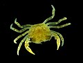 Juveniele krab