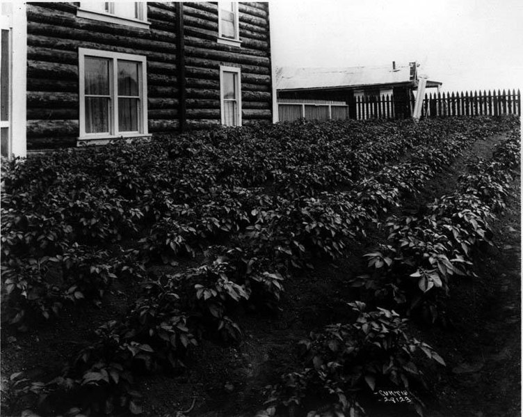 File:Potatoes growing outside a log building, Circle City, Alaska (CURTIS 886).jpeg