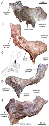 Left prefrontal Prefrontal of Tsintaosaurus.png