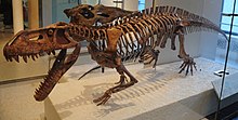 Prestosuchus chiniquensis.jpg