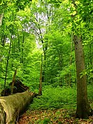 Havešová, Nationalpark Poloniny (Slowakei)