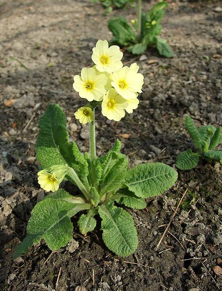 File:Primula denticulata.JPG