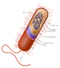 Миниатюра для Строение бактериальной клетки