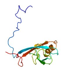 Protein IL16 PDB 1i16.png