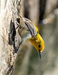 Thumbnail for File:Prothonotary warbler in GWC (51029).jpg