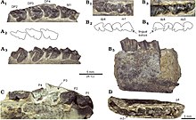 Dentition detail of Protypotherium endiadys Protypotherium endiadys - dentition detail - Collon Cura Formation, Argentina.jpg