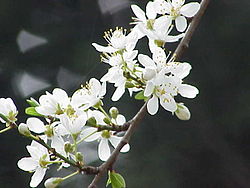 Prunus cerasifera1.jpg
